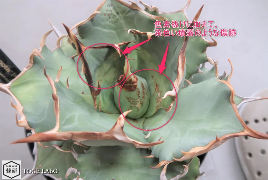 アザミウマの被害でできた傷