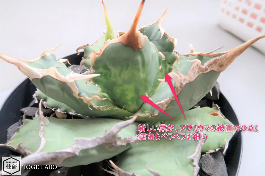 アザミの被害で鋸歯が弱いアガベ