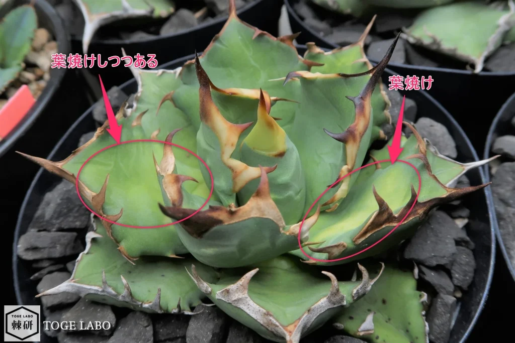 アガベの葉焼けの症状
