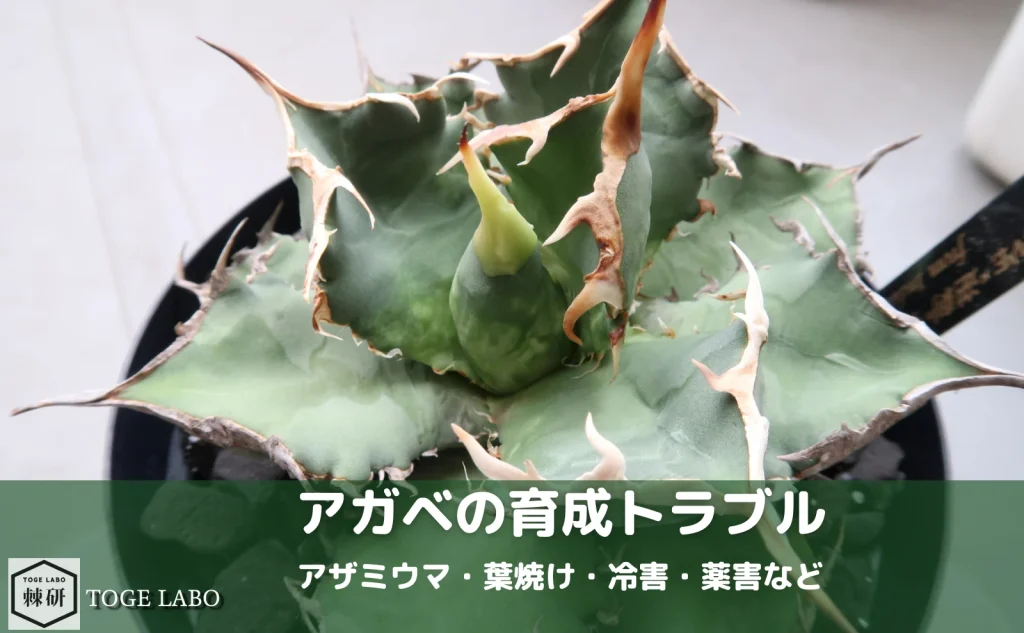 アガベのトラブル｜アザミウマ・葉焼け・冷害・薬害