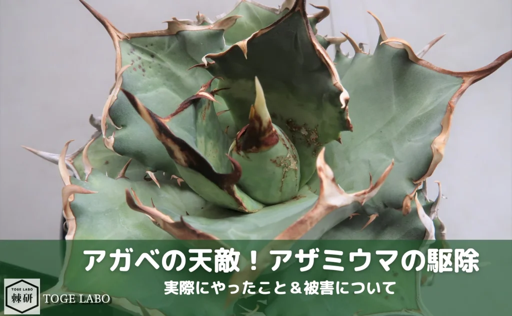 アガベの天敵！アザミウマの駆除