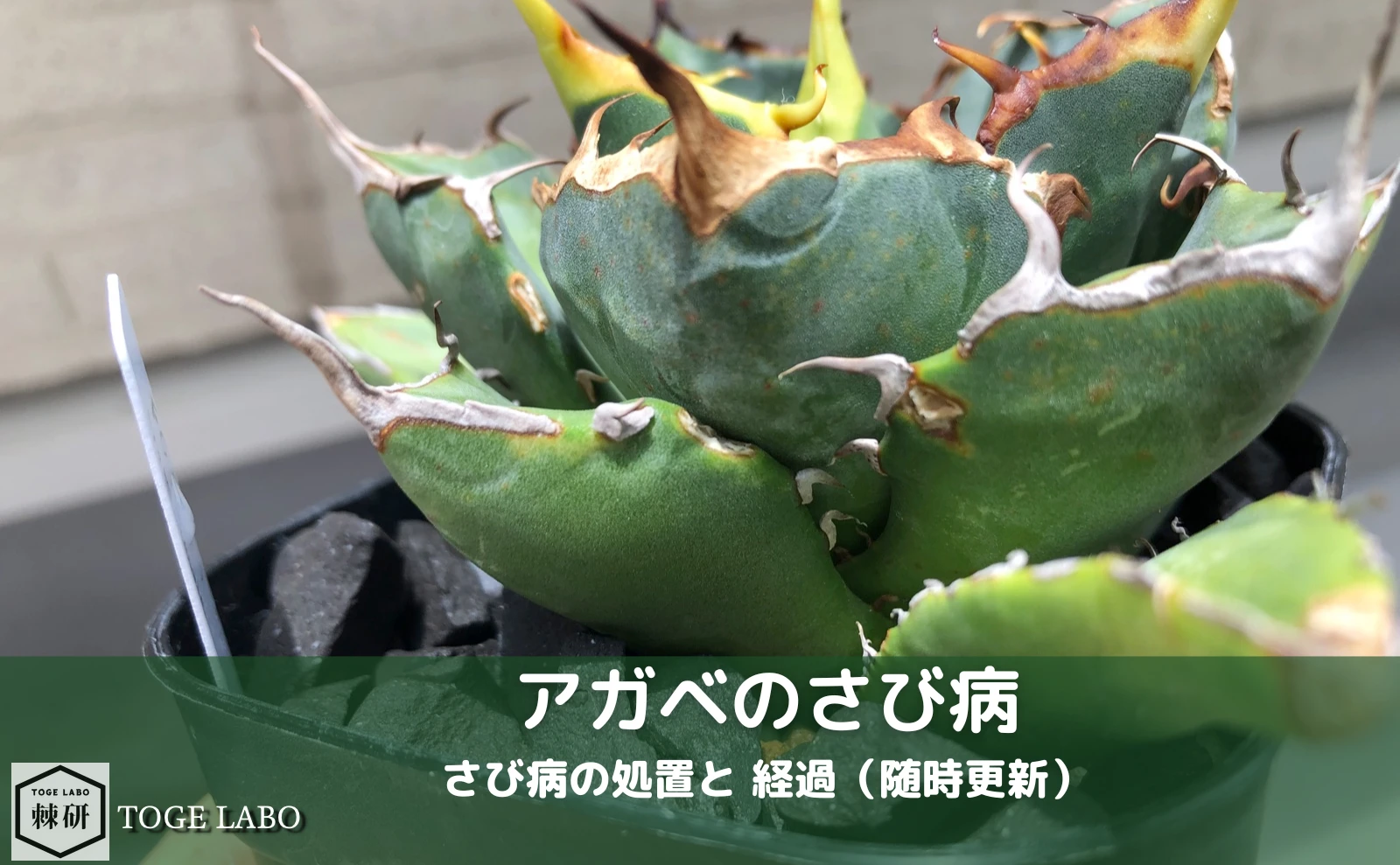 アガベのさび病と対処と予後