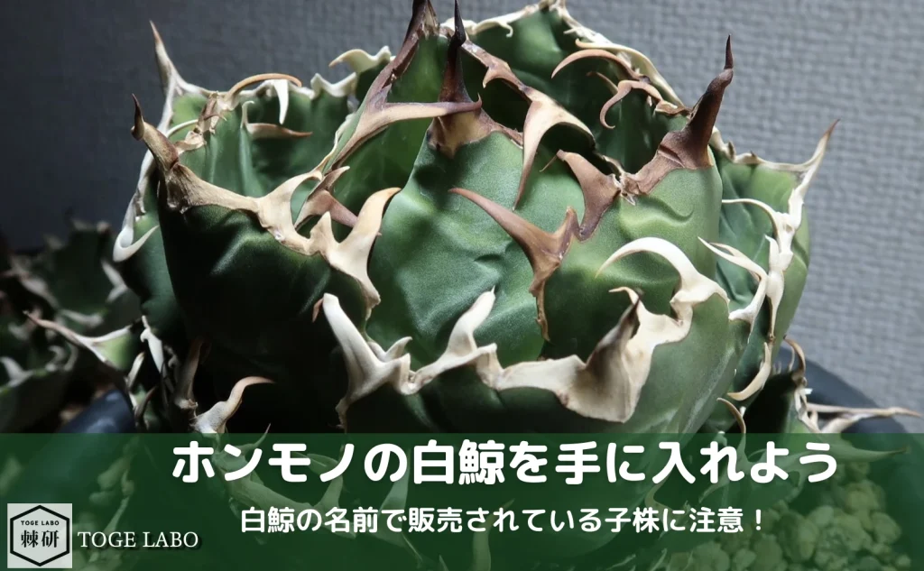 アガベ 白鯨の見分け方！ニセモノに注意しよう