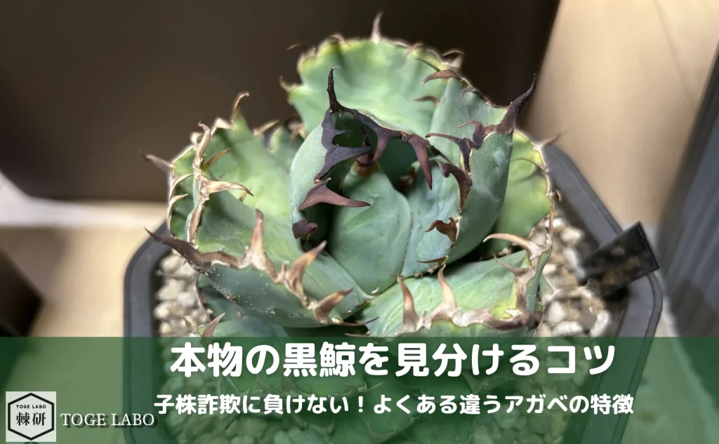 アガベ 黒鯨のニセモノに注意！本物と偽物を見分けるための特徴を解説