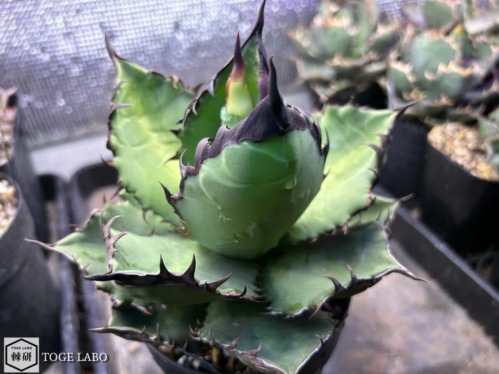 5号鉢に植えられたアガベ ブラックファイヤー(黒火焔)。