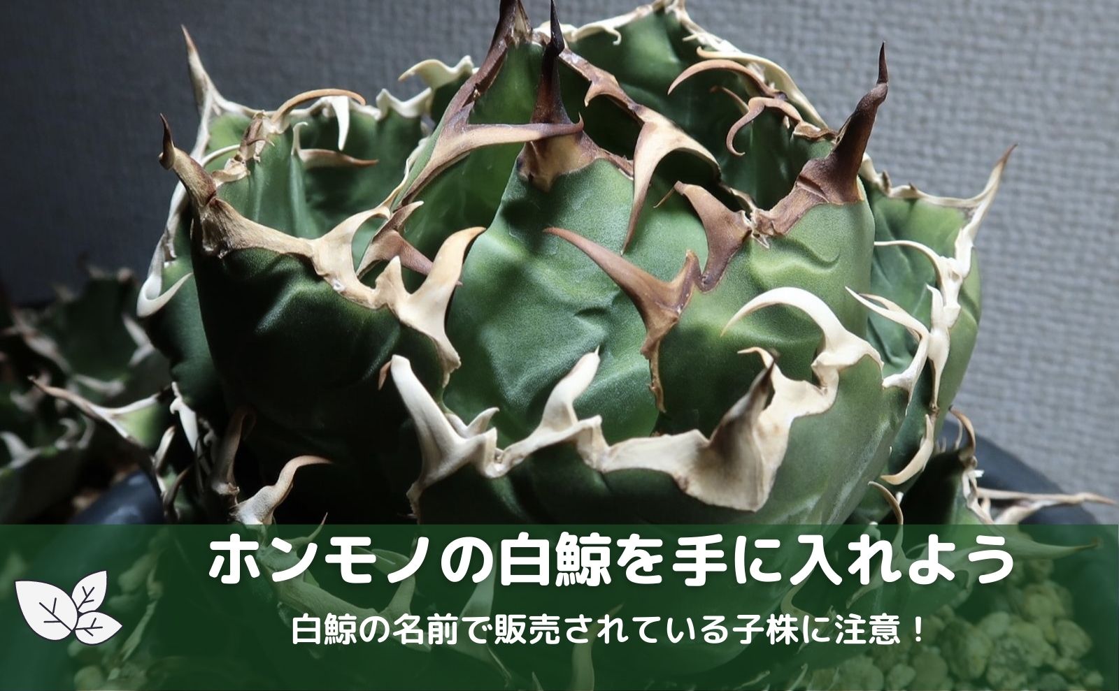 アガベ 白鯨 チタノタ 中株 - 植物/観葉植物