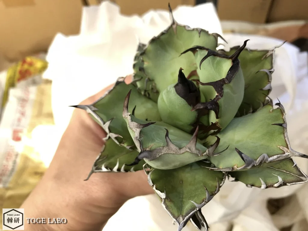 台湾のLizeから入手した黒鯨中株。特有の形状と鋸歯をもつ完成度の高い株。