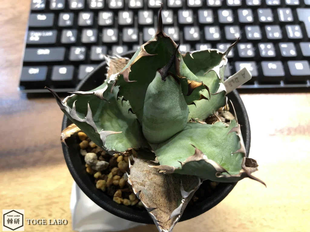 ブラックアンドブルーの下葉が茶色く変色している