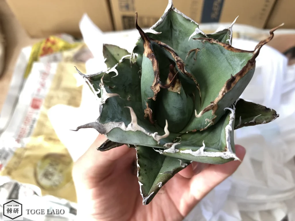 入手したばかりのアガベ・白鯨(Hakugei)LIZE産の中株。