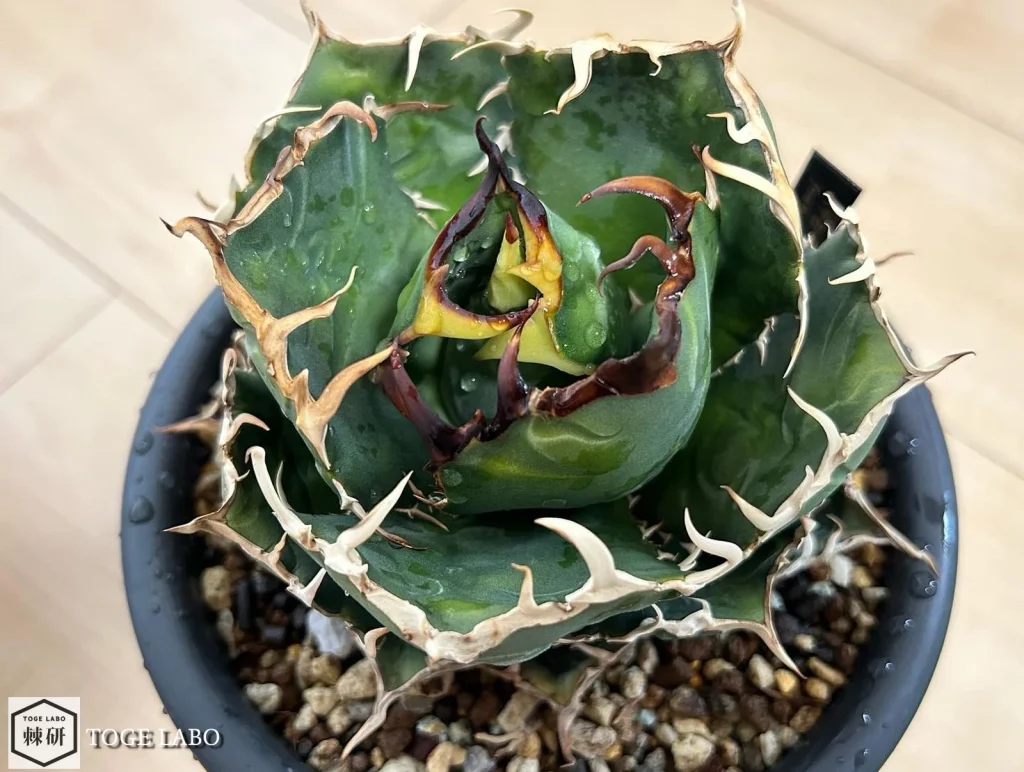 アガベ白鯨を菊鉢5号に植え替えた直後の様子。