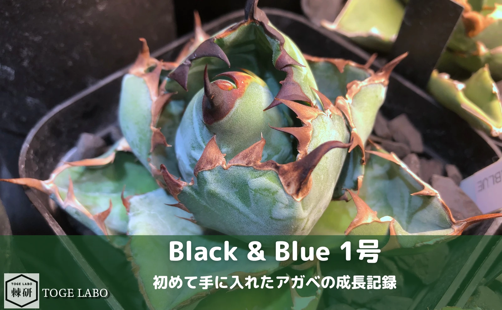 アガベ ブラックアンドブルー（Black & Blue）1号。育成難易度が高い