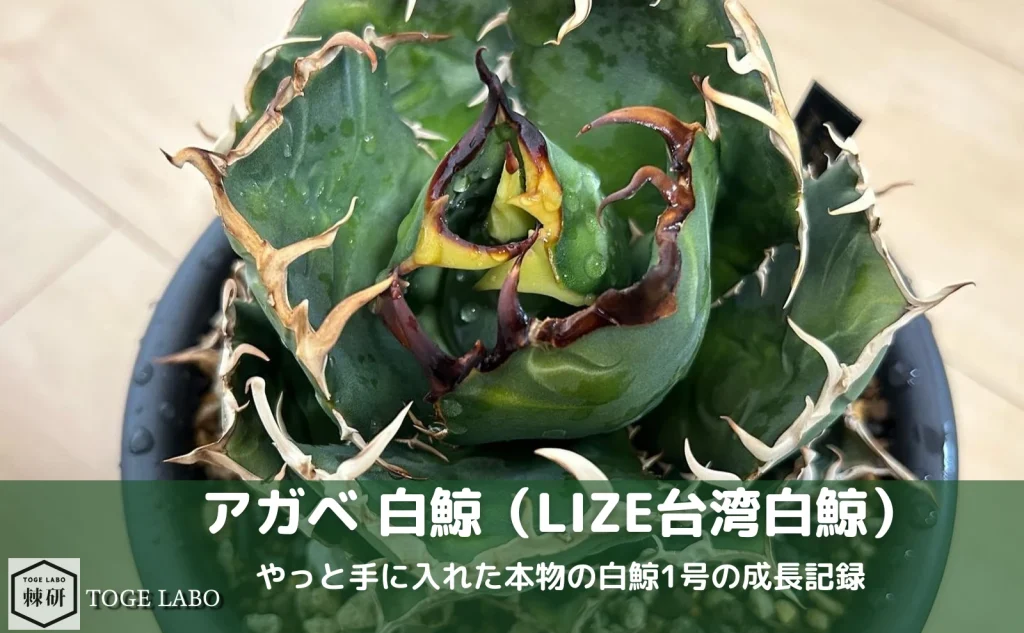 台湾LIZE産のアガベ白鯨。自然に丸く育つ優等生株