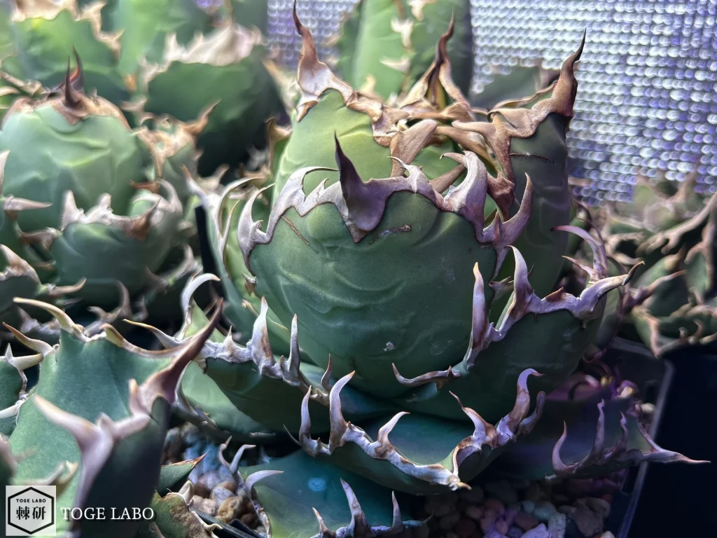 5号鉢に植え替えた直後のアガベ・シーザー