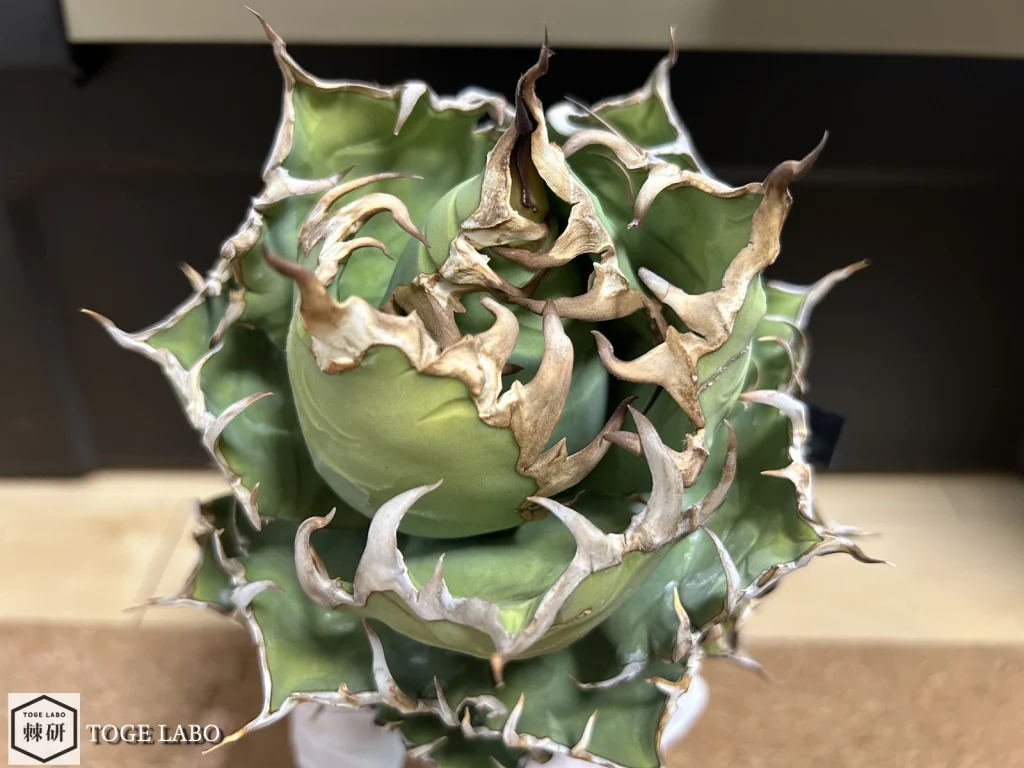 アガベ・シーザーを5号鉢に植え替えている様子