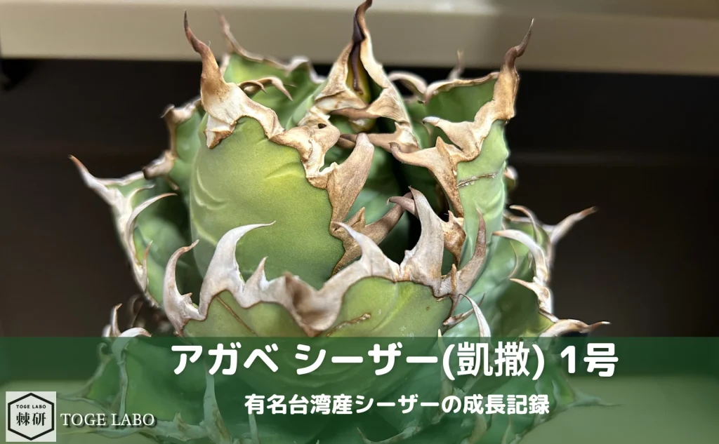 アガベ シーザー(凱撒) 1号｜やっぱり育てやすくカッコ良い