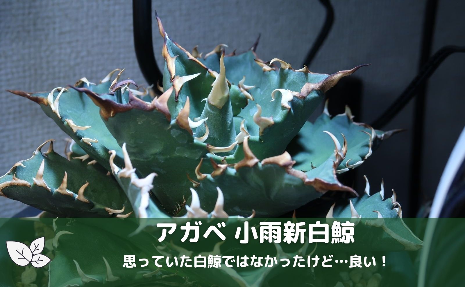 【価格買取】そら様速達アガべ　氷山　優良株‼️ 観葉植物