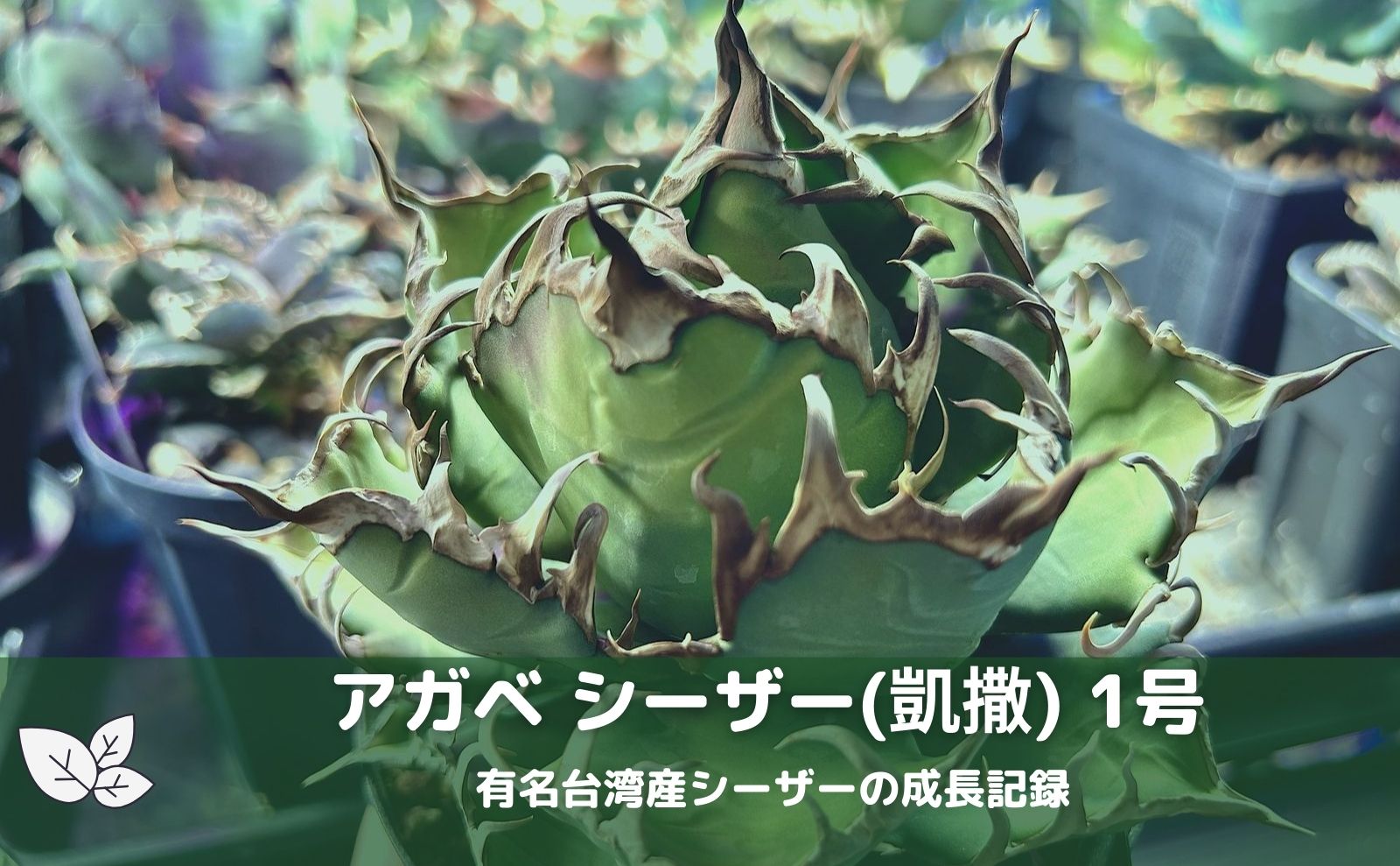 アガベ チタノタ 台湾良血統 シーザー子株 agave caesar 凱撒 - 植物 ...