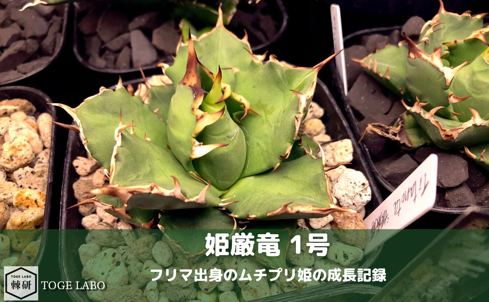 アガベ姫厳竜。ムチっとした葉が特徴のコンパクトで可愛い品種