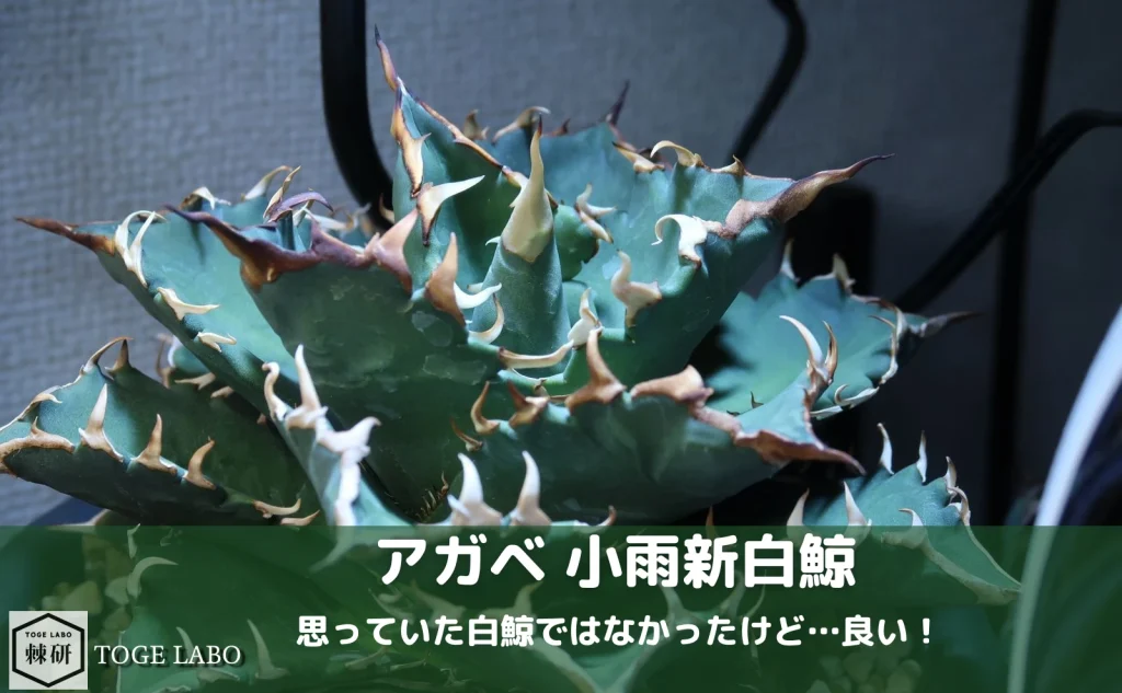 アガベ 小雨新白鯨｜白鯨とは違った…でもカッコ良い