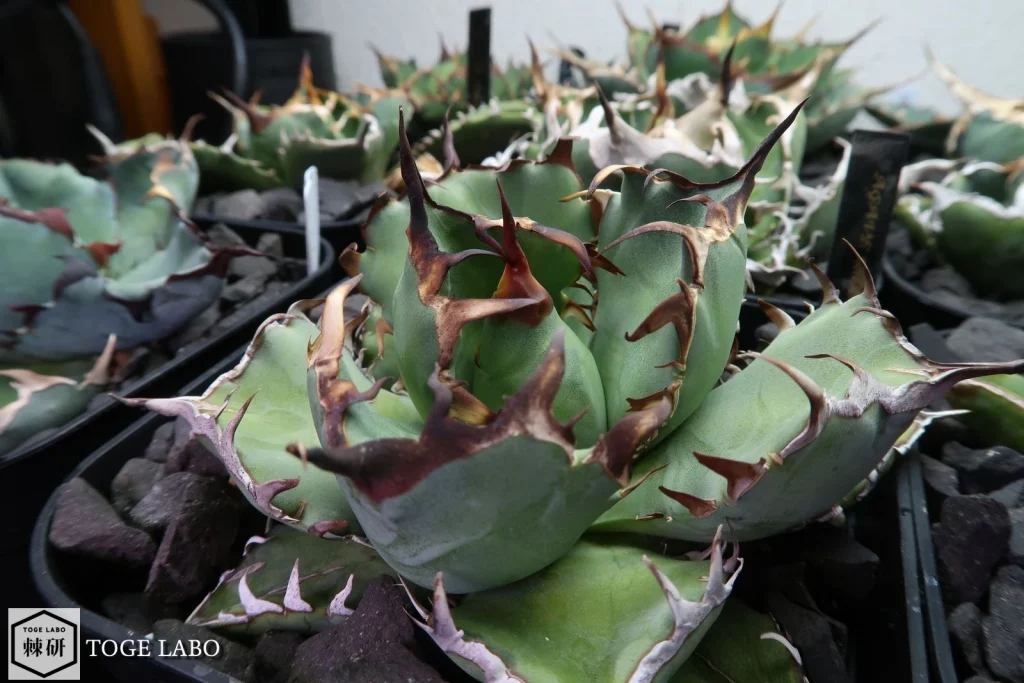 プレステラ120鉢に植えてあるアガベ黒鯨。コンパクトな鉢で管理中。