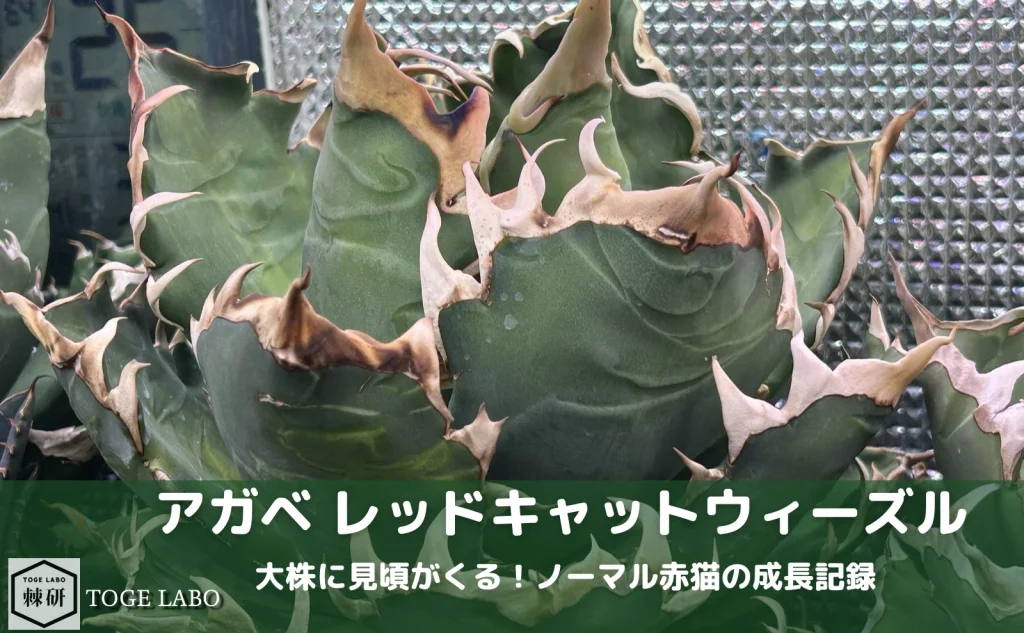 大株に見頃がくる！ノーマル赤猫の成長記録