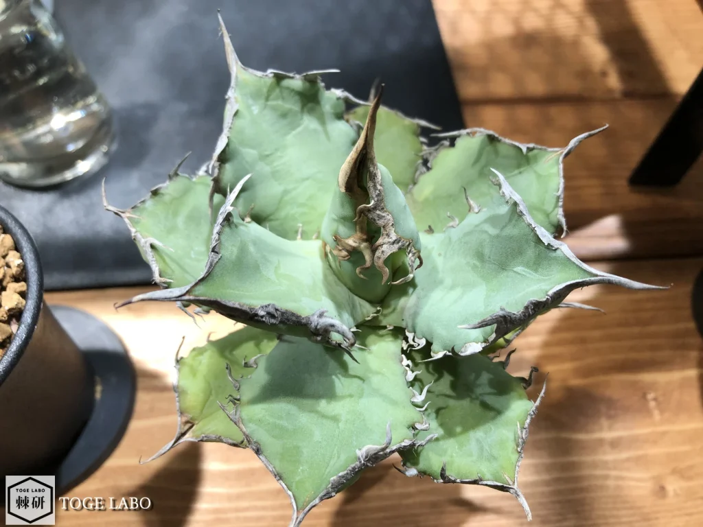 ベアルートで冬に輸入されボロボロの状態