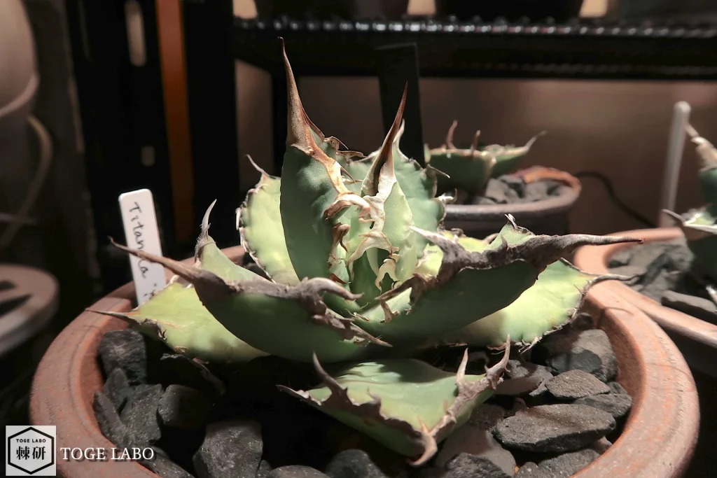 しっかり根が出たので伝市鉢へ植え付けたアガベ インドネシアFo