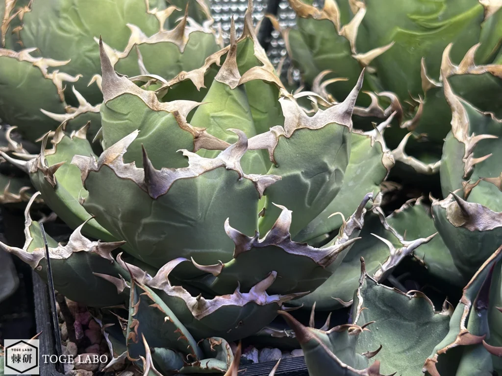 植え替えから7ヶ月経過したアガベ・螃蟹