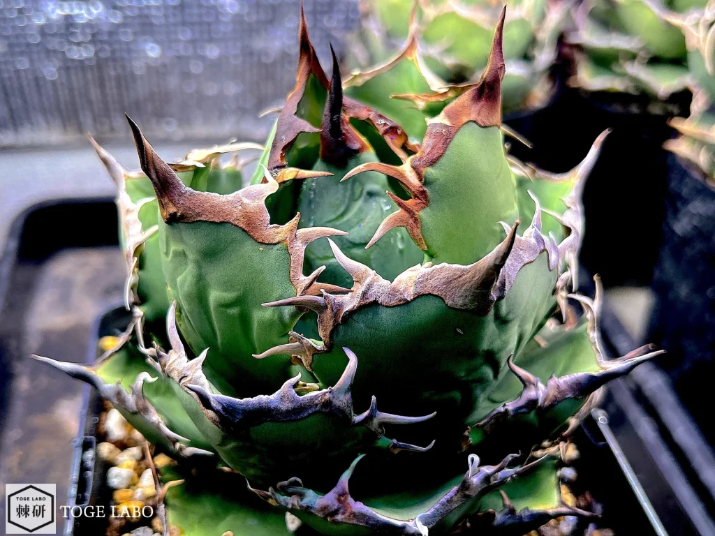 5号角鉢(15cm)に植え替えたアガベ狂戦士