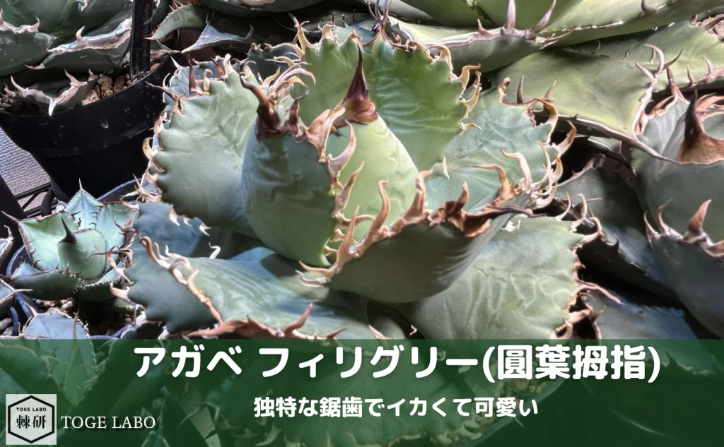 アガベ フィリグリー(圓葉拇指)｜独特の細かい鋸歯が魅力