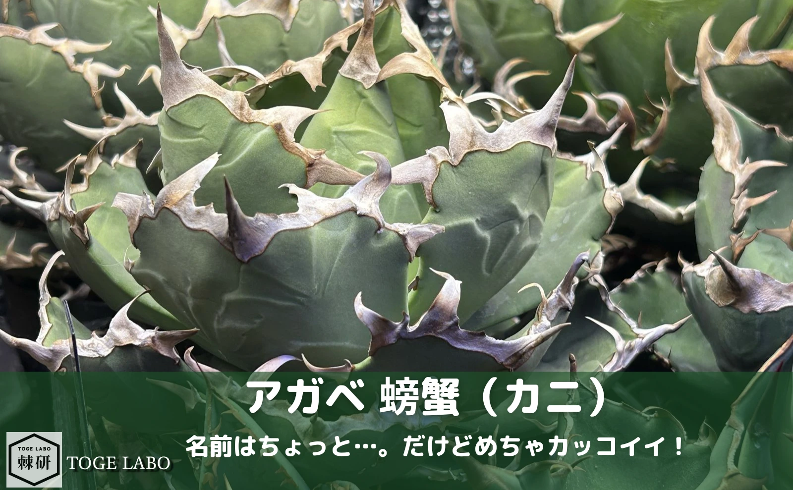 アガベ 螃蟹（カニ）｜名前と違ってイカつくてカッコイイ