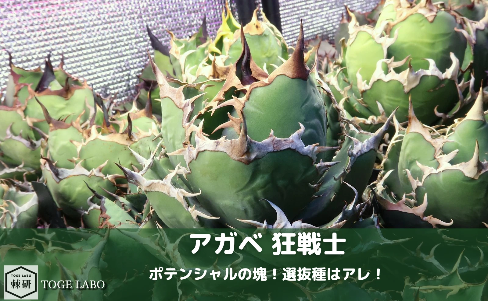 アガベ 狂戦士｜選抜は黒犀牛⁉︎ポテンシャルの塊か！