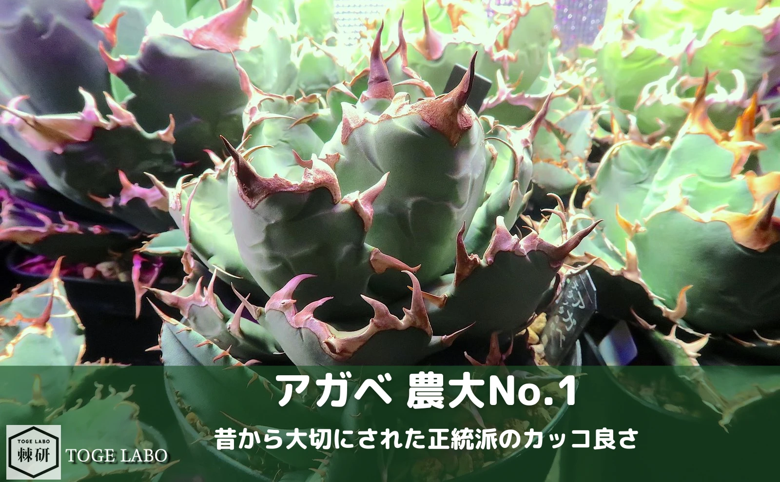アガベ 農大No.1｜侮るなかれ！正統派のカッコ良さ