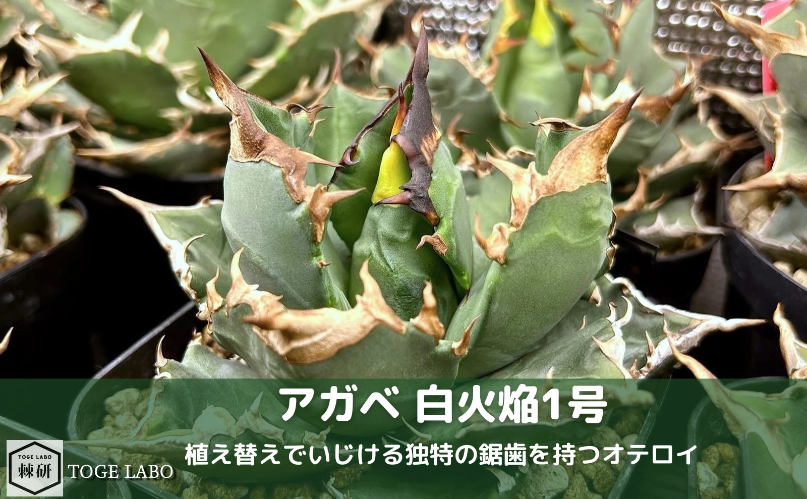 アガベ ホワイトファイヤー（白火焔）。葉先に独特の鋸歯が並ぶ