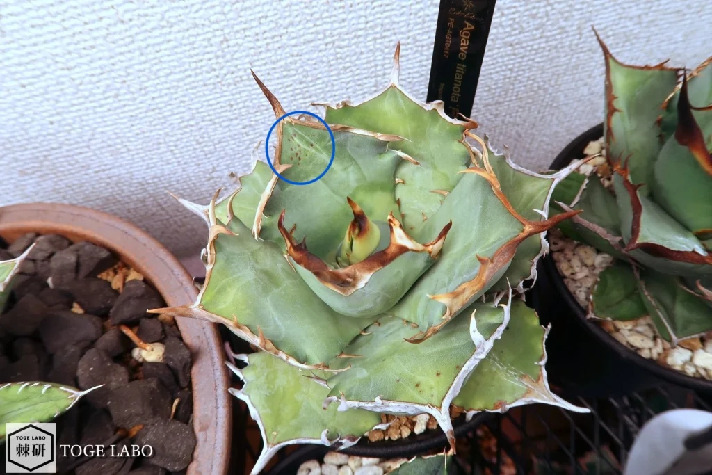 葉に綺麗に並んだ点々が見えるアガベ 阿修羅