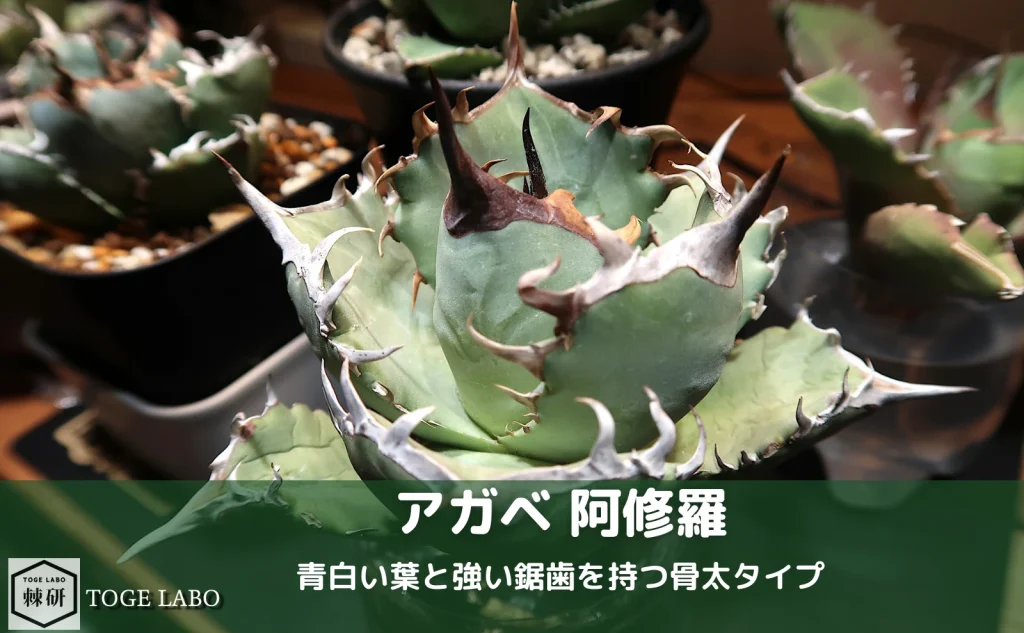 アガベ 阿修羅｜アザミウマ被害を経て子株から作り直し