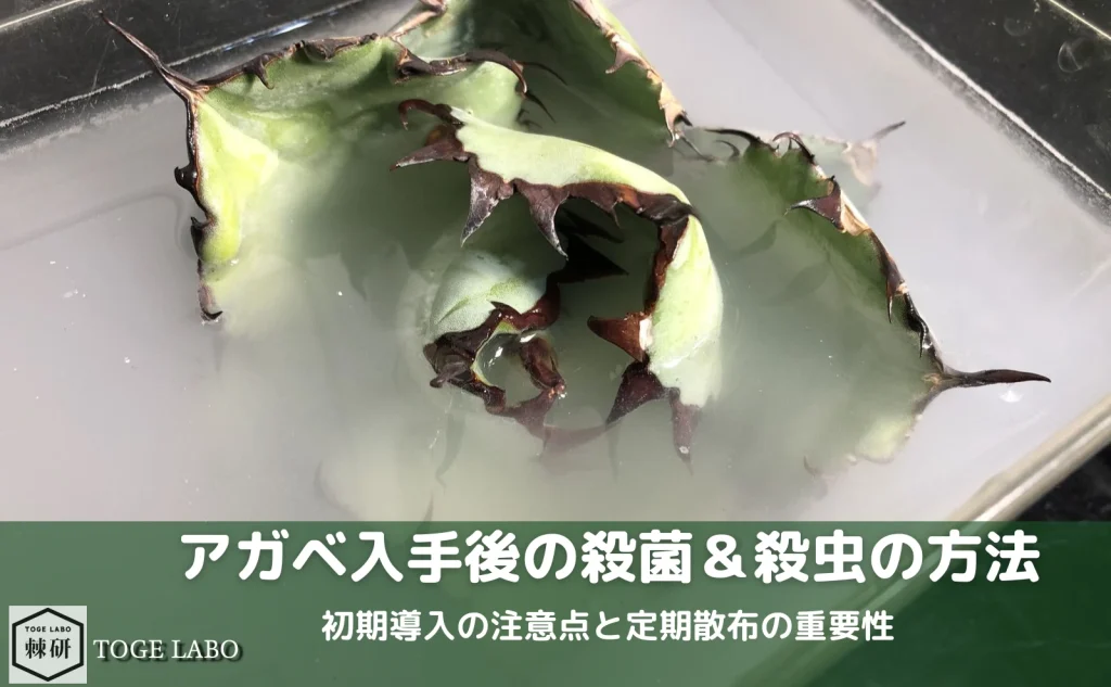 アガベ入手後の殺菌＆殺虫の方法と注意点