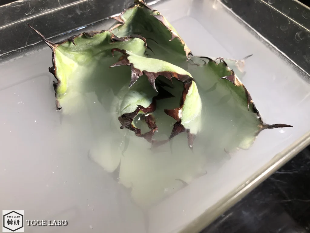 購入時のアガベの殺虫と殺菌