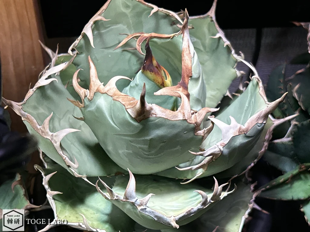 5号菊鉢に植えられたアガベ鳳凰