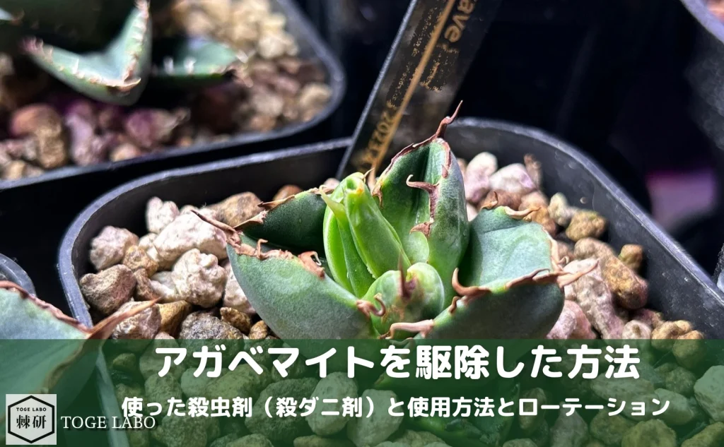 アガベマイトを駆除した方法