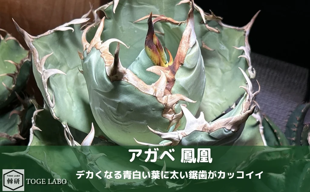 アガベ 鳳凰 青白い肉厚な葉と太い鋸歯の育成記録