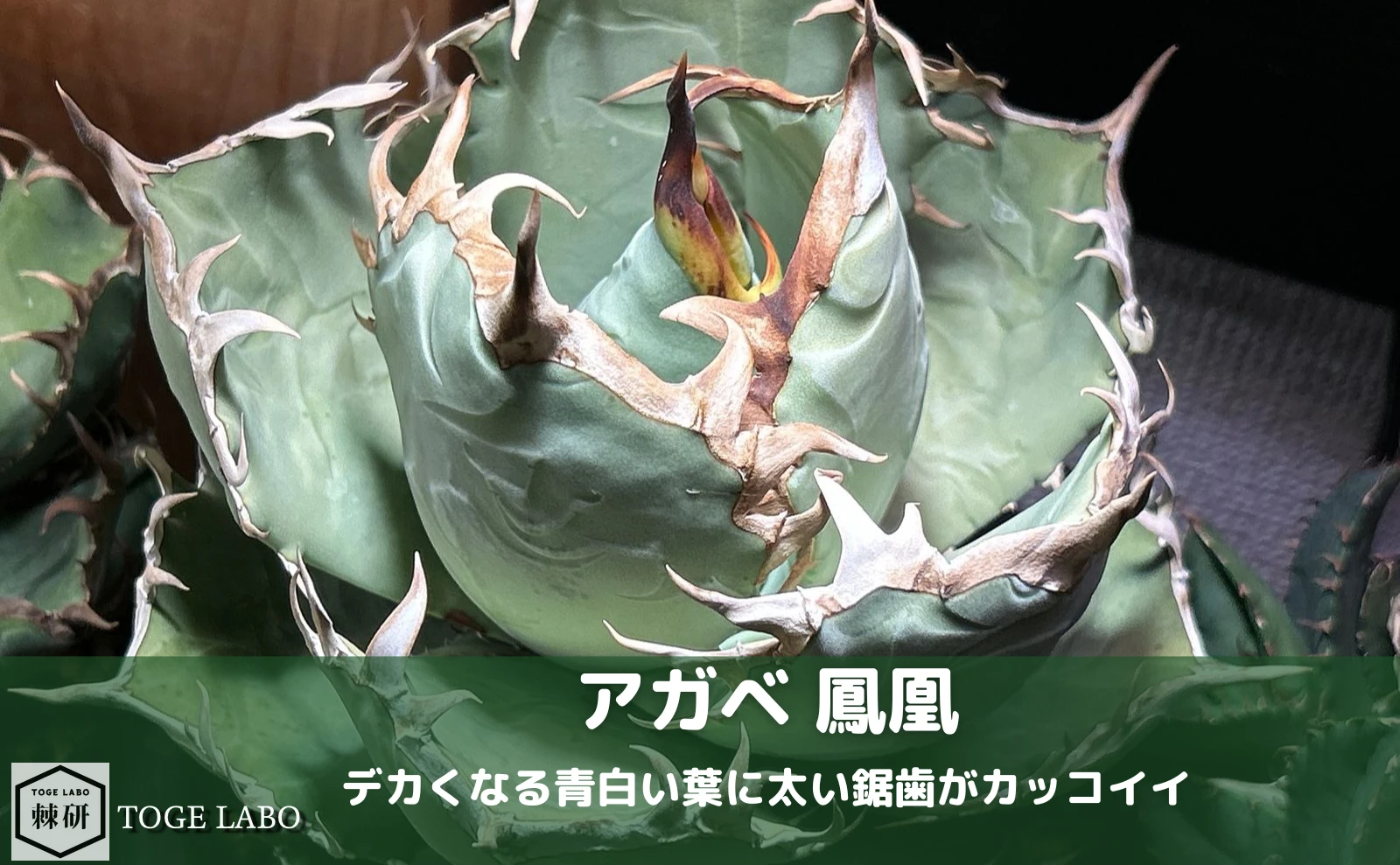 アガベ 鳳凰 青白い肉厚な葉と太い鋸歯の育成記録
