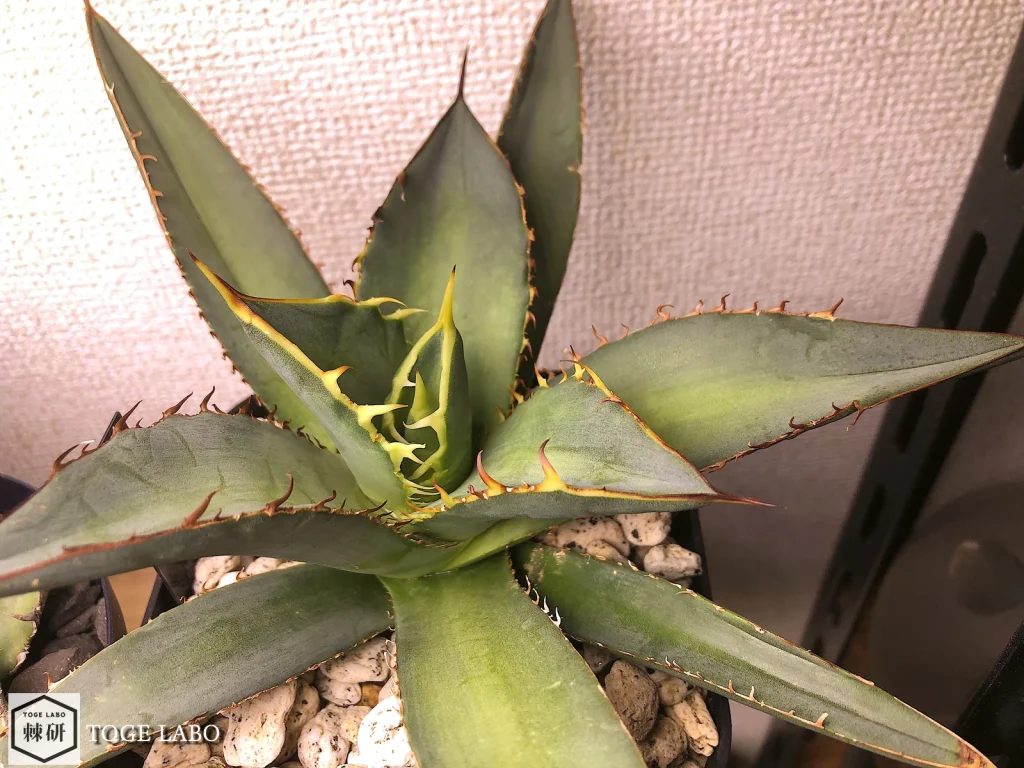入手から2ヶ月ちょっと短葉になってきたアガベ