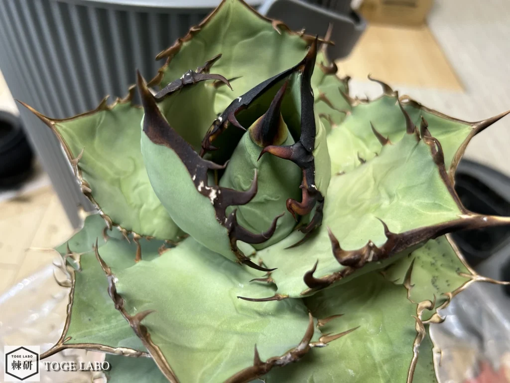 黒棘を5号スリット鉢に植え替え