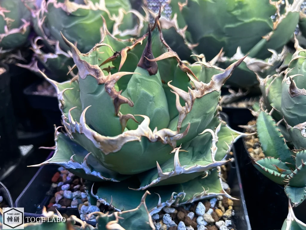 5号鉢(15cm)に植えたアガベ狼牙