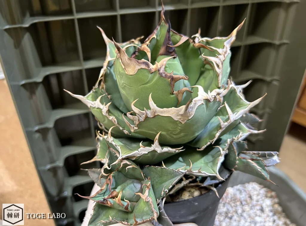 植え替え作業中のアガベ狼牙