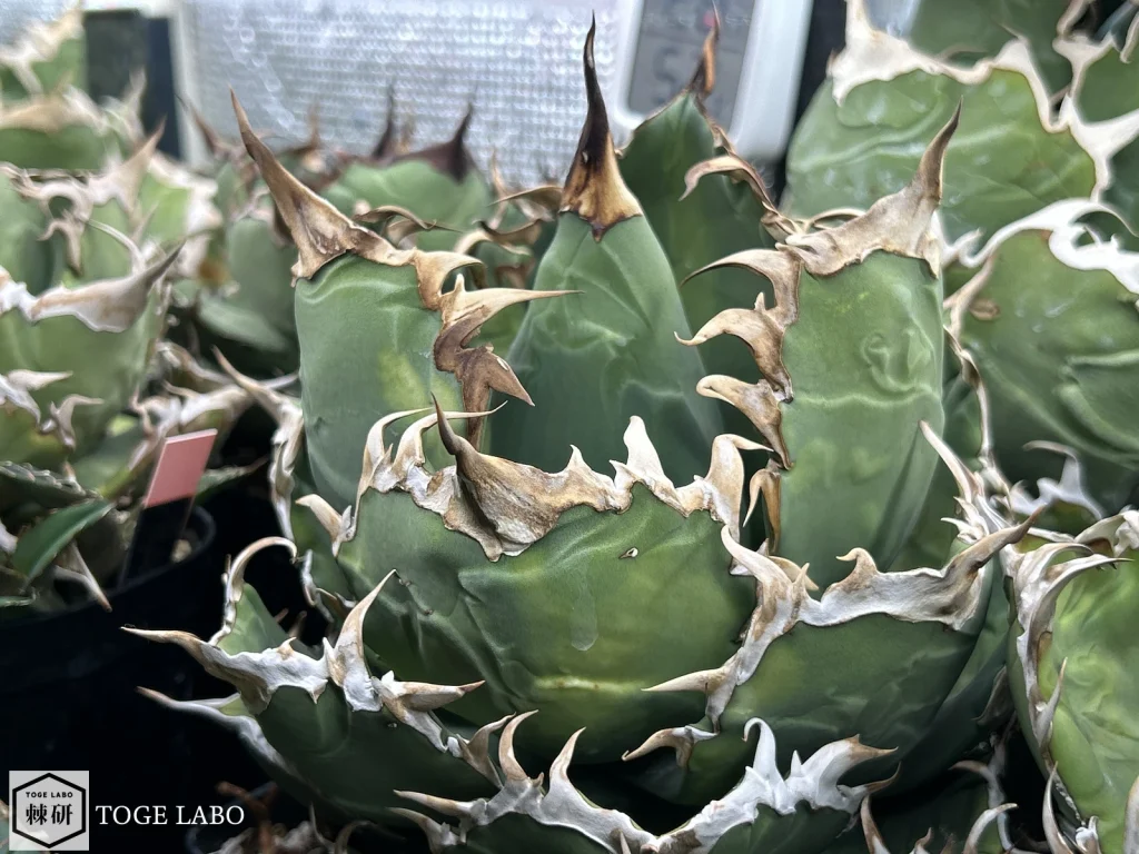 荒々しい鋸歯を持つ大株に育ったアガベ狼牙
