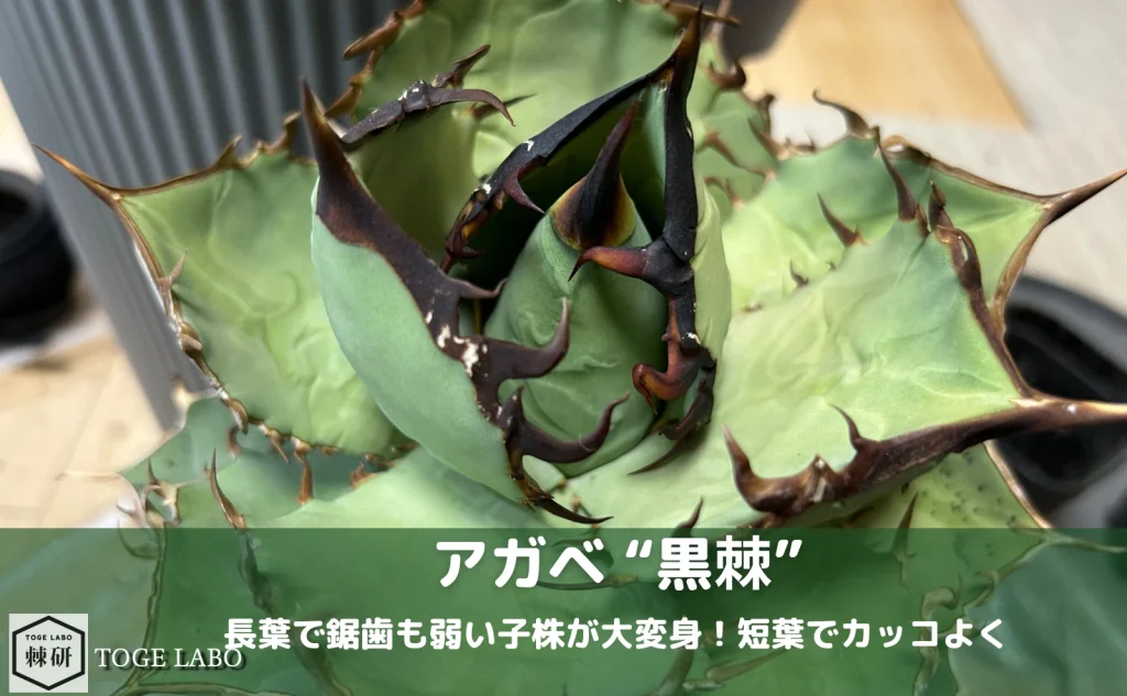 アガベ オテロイ黒棘の育成記録