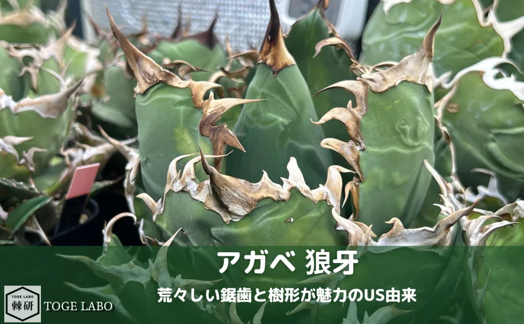 アガベ 狼牙（Coyote Plants） 荒い鋸歯で厳ついUS由来の育成記録