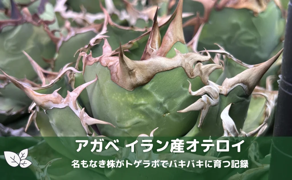 イラン産オテロイ ノーネームの育成記録